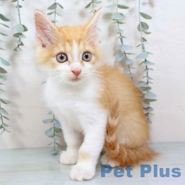 ノルウェージャンフォレストキャットの写真2