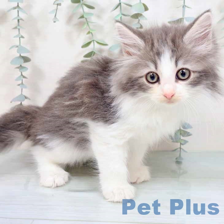 ノルウェージャンフォレストキャット