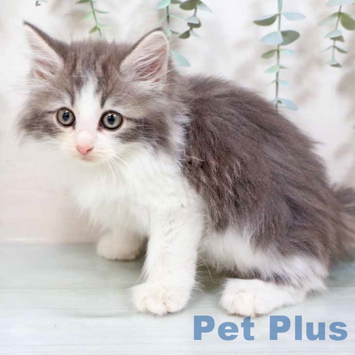 ノルウェージャンフォレストキャット