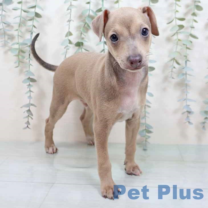 岐阜県のイタリアングレーハウンド (ペットプラス 各務原店/2025年9月2日生まれ/男の子/フォーンホワイト)の子犬