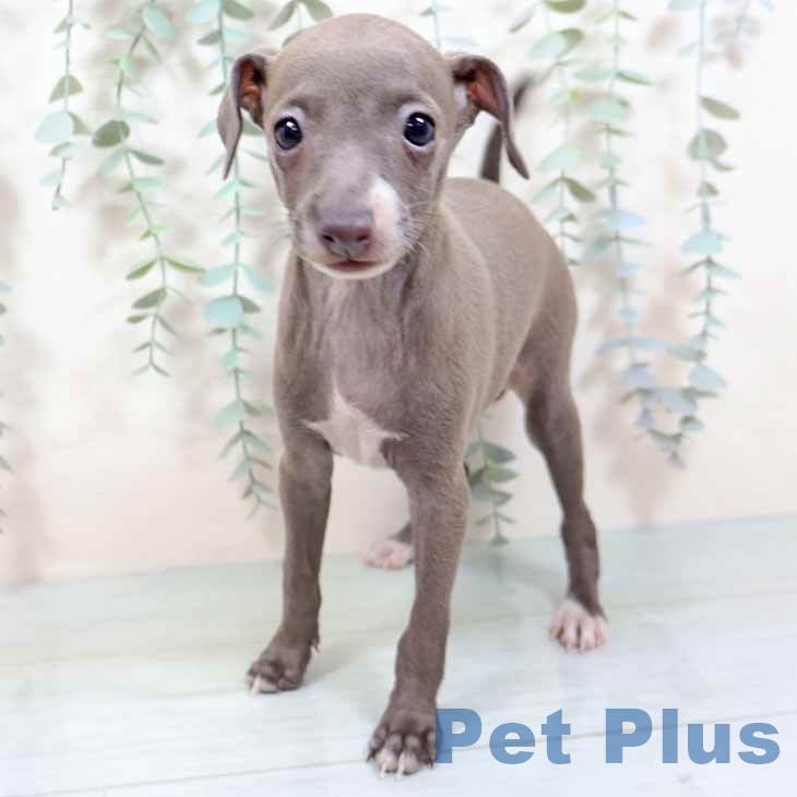 大阪府のイタリアングレーハウンド (ペットプラス イオン大日店/2025年9月2日生まれ/女の子/ブルーホワイト)の子犬の1枚目の画像