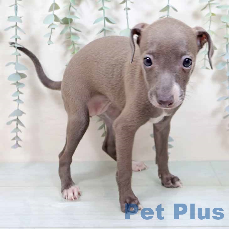 大阪府のイタリアングレーハウンド (ペットプラス イオン大日店/2025年9月2日生まれ/女の子/ブルーホワイト)の子犬の2枚目の画像