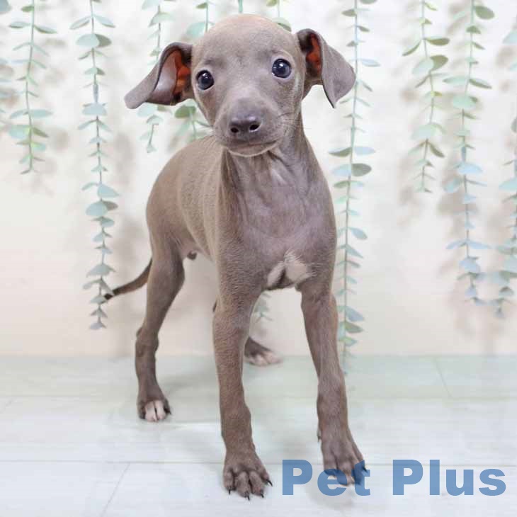 イタリアン・グレーハウンド