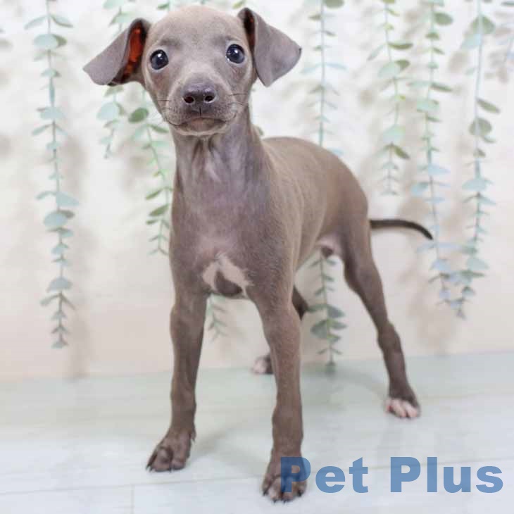 イタリアン・グレーハウンド