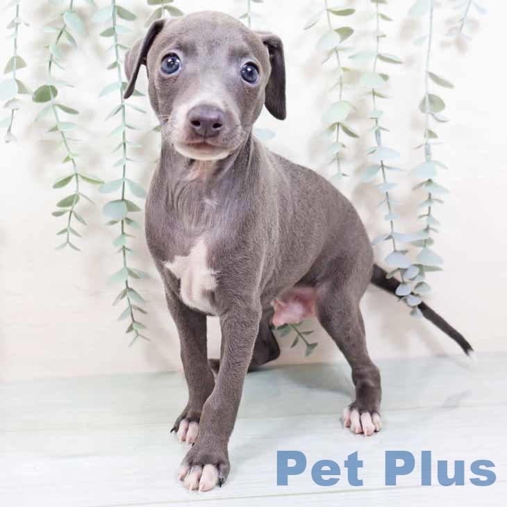 イタリアン・グレーハウンド