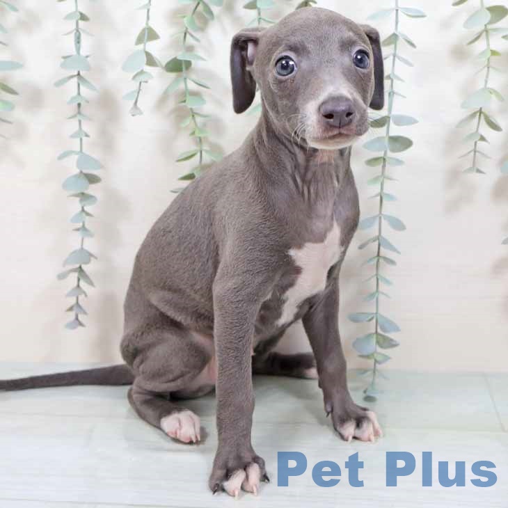 イタリアン・グレーハウンド