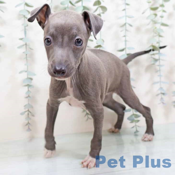 茨城県のイタリアングレーハウンド (ペットプラス つくば店/2025年9月3日生まれ/男の子/ブルーホワイト)の子犬の1枚目の画像