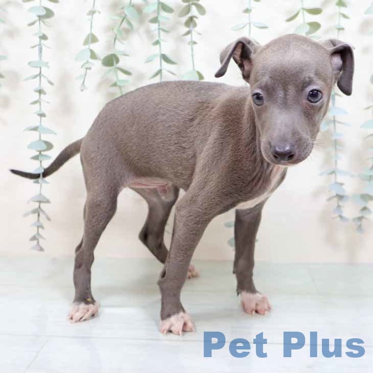 茨城県のイタリアングレーハウンド (ペットプラス つくば店/2025年9月3日生まれ/男の子/ブルーホワイト)の子犬の2枚目の画像