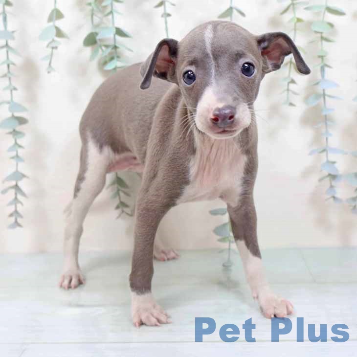 愛知県のイタリアングレーハウンド (ペットプラス ナゴヤドーム前店/2025年9月3日生まれ/男の子/ブルーホワイト)の子犬の1枚目の画像
