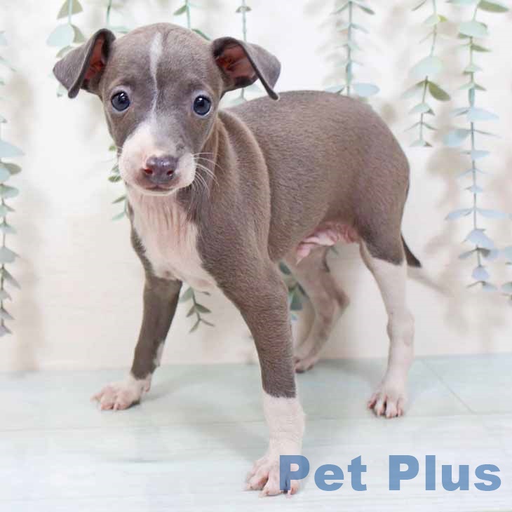 愛知県のイタリアングレーハウンド (ペットプラス ナゴヤドーム前店/2025年9月3日生まれ/男の子/ブルーホワイト)の子犬の2枚目の画像