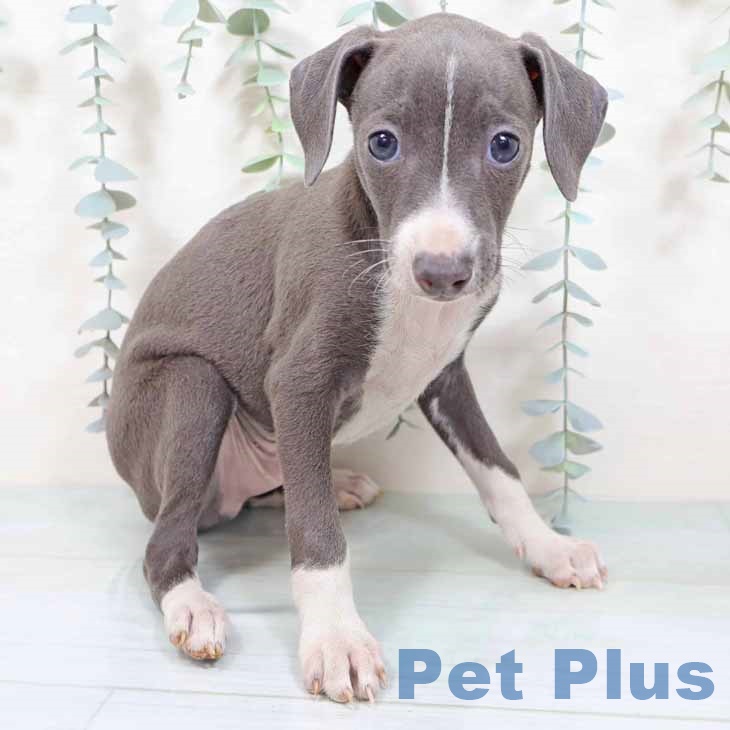 大阪府のイタリアングレーハウンド (ペットプラス ららぽーと和泉店/2025年9月3日生まれ/男の子/ブルーホワイト)の子犬の1枚目の画像