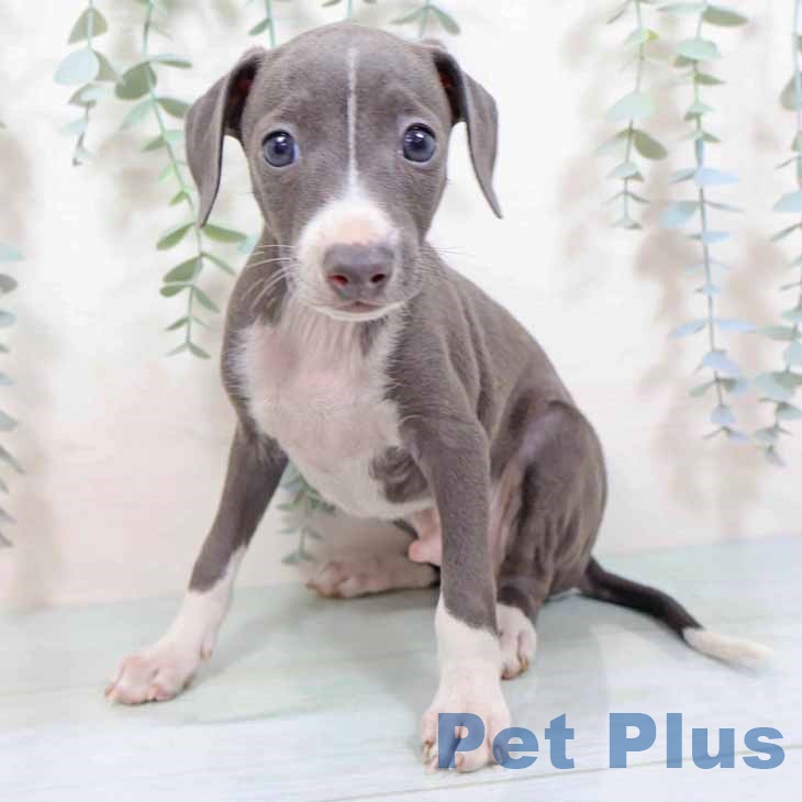 大阪府のイタリアングレーハウンド (ペットプラス ららぽーと和泉店/2025年9月3日生まれ/男の子/ブルーホワイト)の子犬の2枚目の画像
