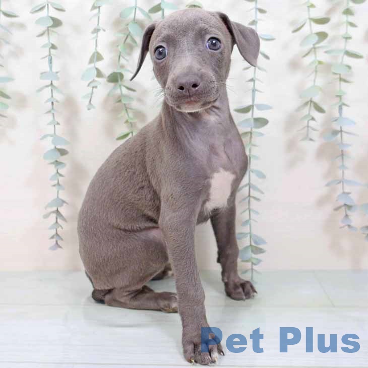 長野県のイタリアングレーハウンド (ペットプラス 須坂店/2025年9月3日生まれ/男の子/ブルーホワイト)の子犬の1枚目の画像