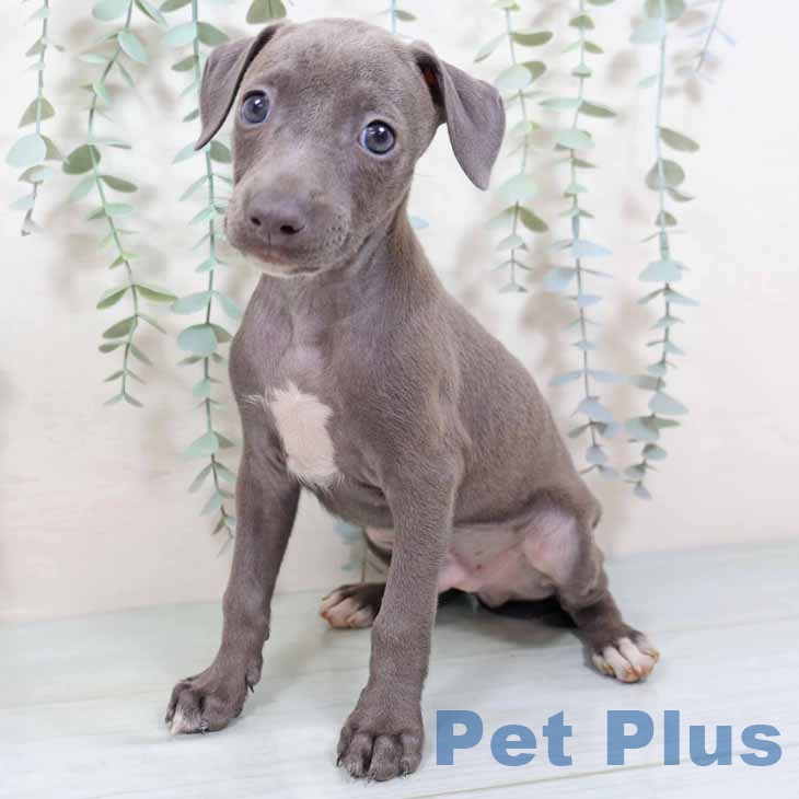長野県のイタリアングレーハウンド (ペットプラス 須坂店/2025年9月3日生まれ/男の子/ブルーホワイト)の子犬の2枚目の画像