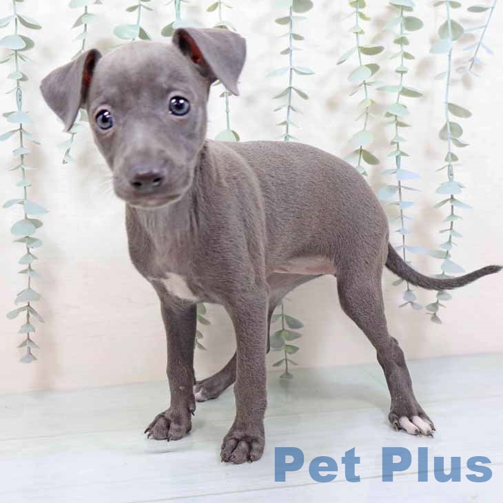 愛知県のイタリアングレーハウンド (ペットプラス みなと店/2025年9月3日生まれ/女の子/ブルーホワイト)の子犬の1枚目の画像