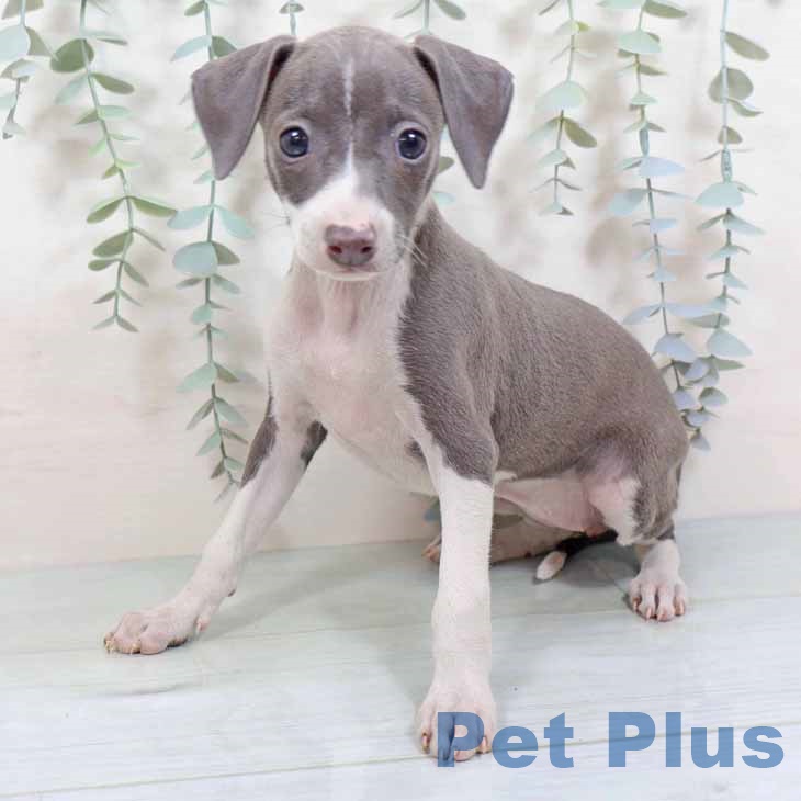 京都府のイタリアングレーハウンド (ペットプラス 醍醐店/2025年9月3日生まれ/女の子/ブルーホワイト)の子犬の1枚目の画像