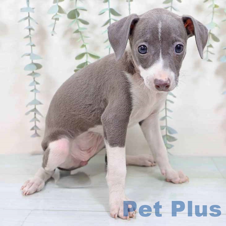 京都府のイタリアングレーハウンド (ペットプラス 醍醐店/2025年9月3日生まれ/女の子/ブルーホワイト)の子犬の2枚目の画像