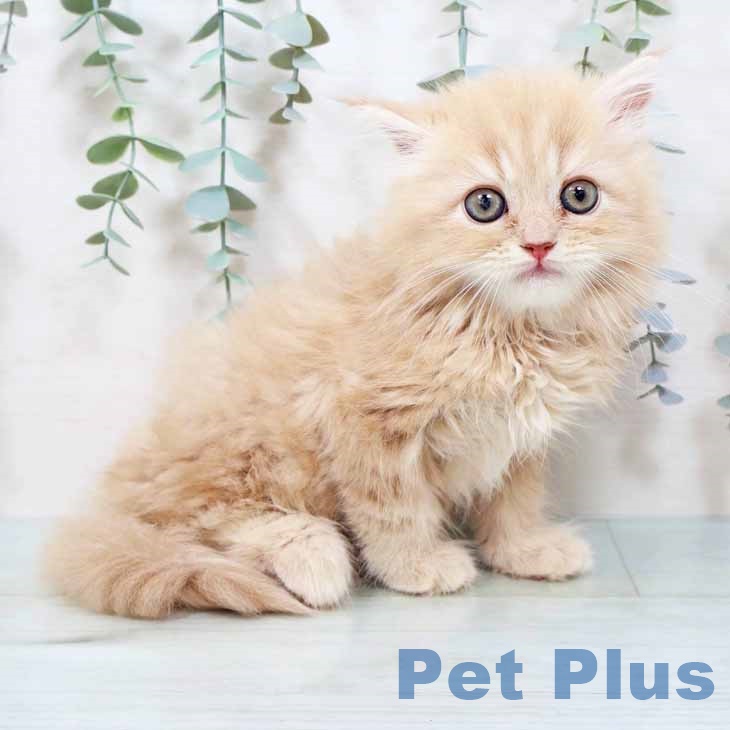 京都府のミヌエット (ペットプラス イオンモールKYOTO店/2025年8月26日生まれ/男の子/クリームタビーホワイト)の子猫の1枚目の画像