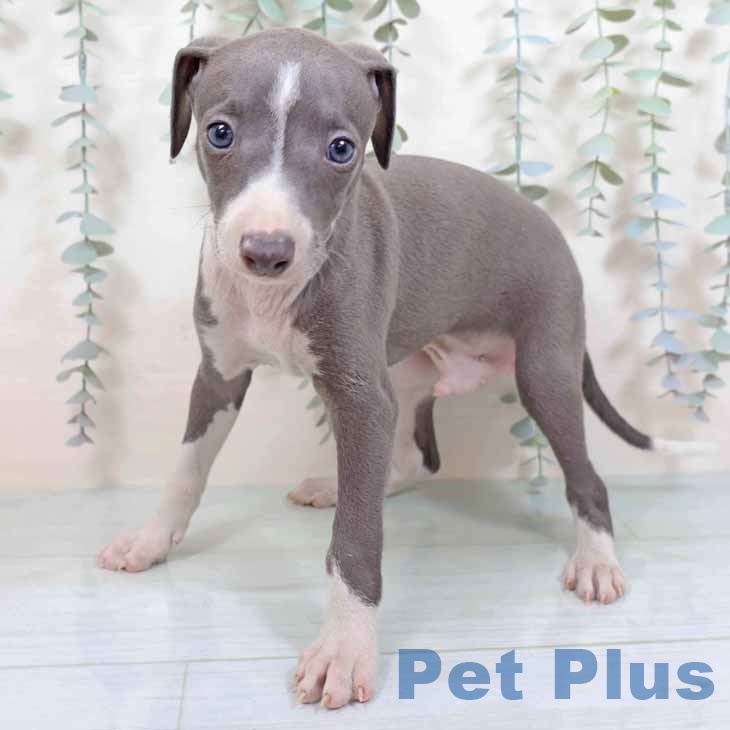岩手県のイタリアングレーハウンド (ペットプラス 盛岡南店/2025年9月3日生まれ/男の子/ブルーホワイト)の子犬の1枚目の画像