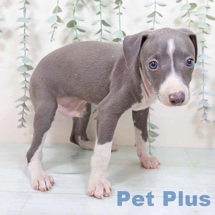 岩手県のイタリアングレーハウンド (ペットプラス 盛岡南店/2025年9月3日生まれ/男の子/ブルーホワイト)の子犬の2枚目の画像