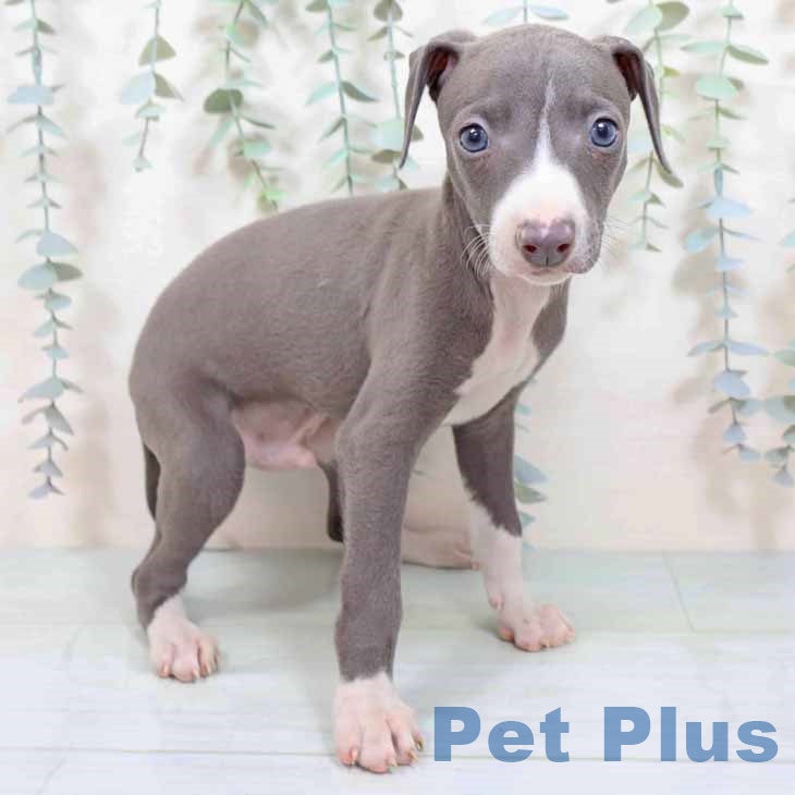 京都府のイタリアングレーハウンド (ペットプラス 京都桂川店/2025年9月3日生まれ/男の子/ブルーホワイト)の子犬の1枚目の画像