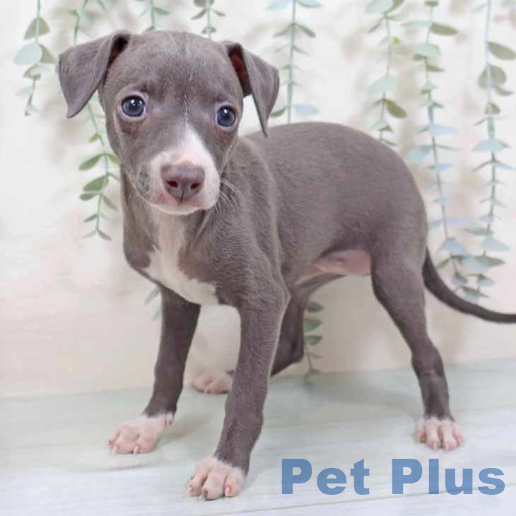 福岡県のイタリアングレーハウンド (ペットプラス ららぽーと福岡店/2025年9月3日生まれ/女の子/ブルーホワイト)の子犬の1枚目の画像