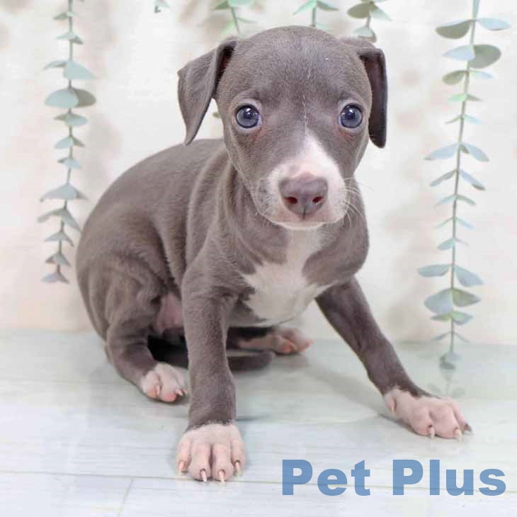 福岡県のイタリアングレーハウンド (ペットプラス ららぽーと福岡店/2025年9月3日生まれ/女の子/ブルーホワイト)の子犬の2枚目の画像