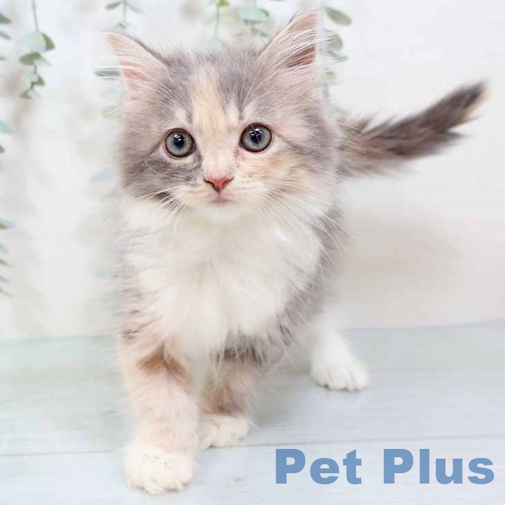 サイベリアンの写真2