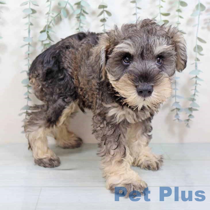 大阪府のミニチュアシュナウザー (ペットプラス 松原店/2025年9月2日生まれ/男の子/ソルトペッパー)の子犬の1枚目の画像
