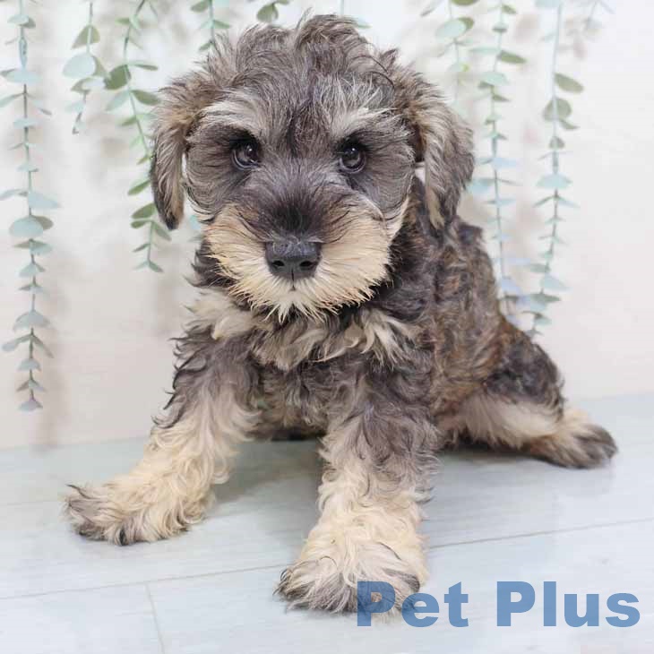 大阪府のミニチュアシュナウザー (ペットプラス 松原店/2025年9月2日生まれ/男の子/ソルトペッパー)の子犬の2枚目の画像