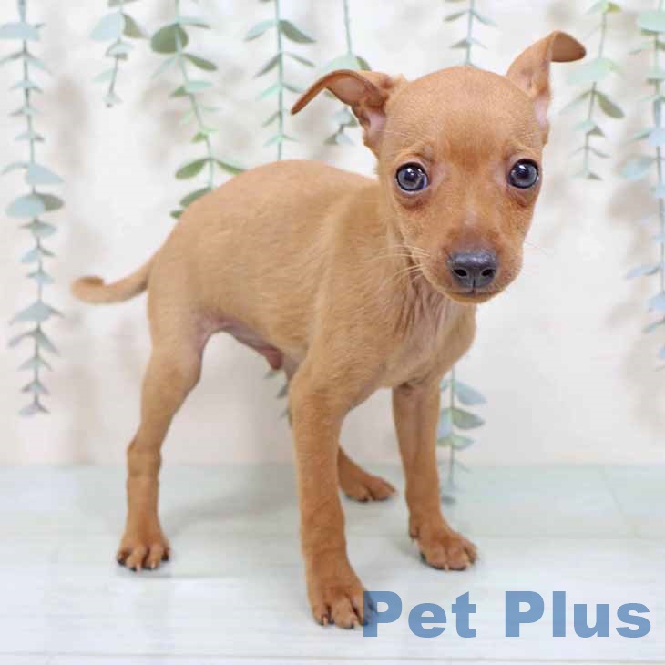 京都府のミニチュアピンシャー (ペットプラス 京都桂川店/2025年8月24日生まれ/男の子/レッド)の子犬の1枚目の画像