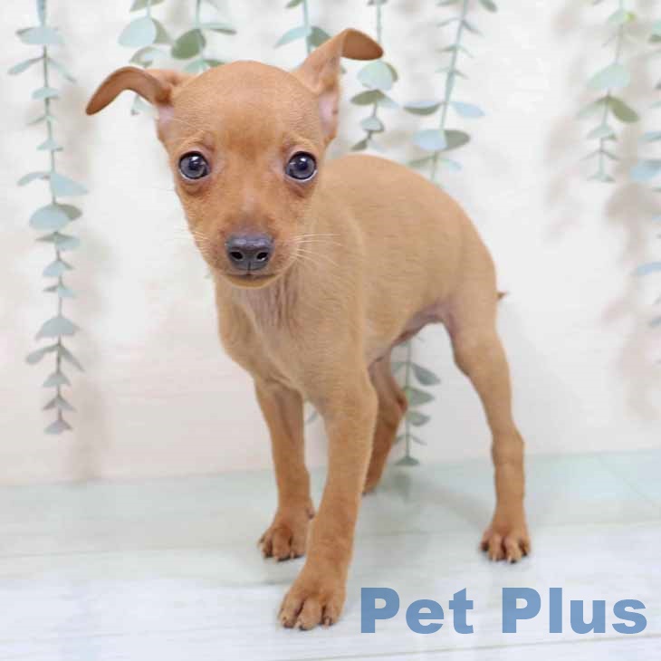 京都府のミニチュアピンシャー (ペットプラス 京都桂川店/2025年8月24日生まれ/男の子/レッド)の子犬の2枚目の画像