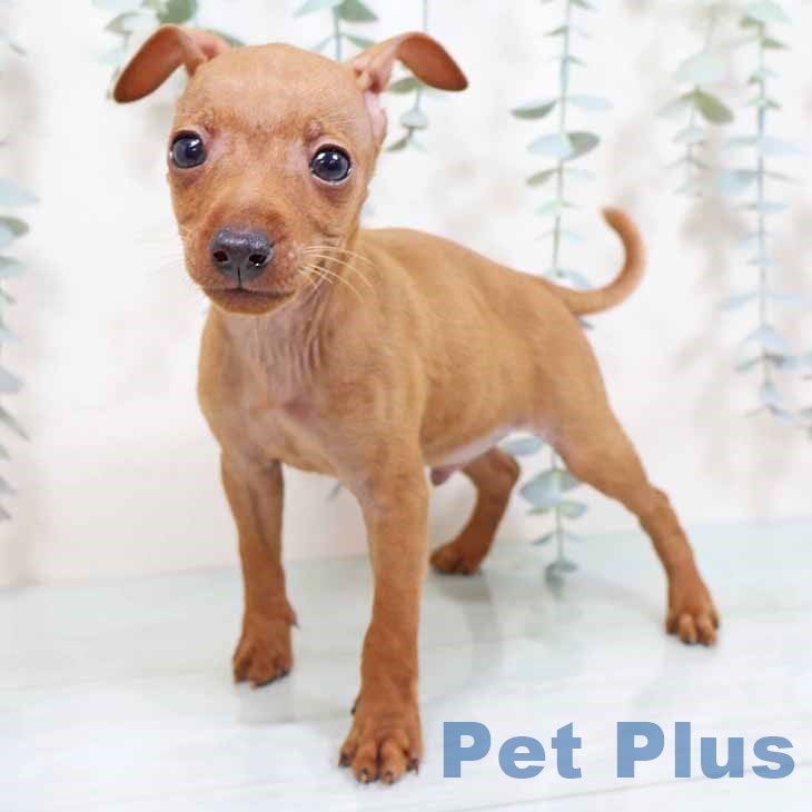 大阪府のミニチュアピンシャー (ペットプラス 鶴見店/2025年8月24日生まれ/男の子/レッド)の子犬の2枚目の画像