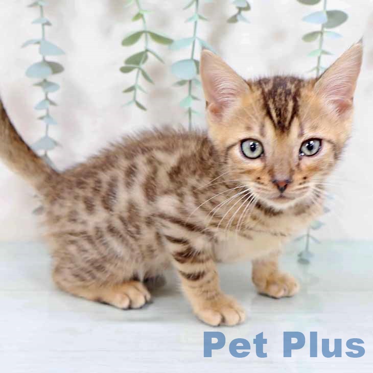 京都府のマンチカン (ペットプラス 久御山店/2025年9月4日生まれ/男の子/ブラウンスポットタビー)の子猫の1枚目の画像