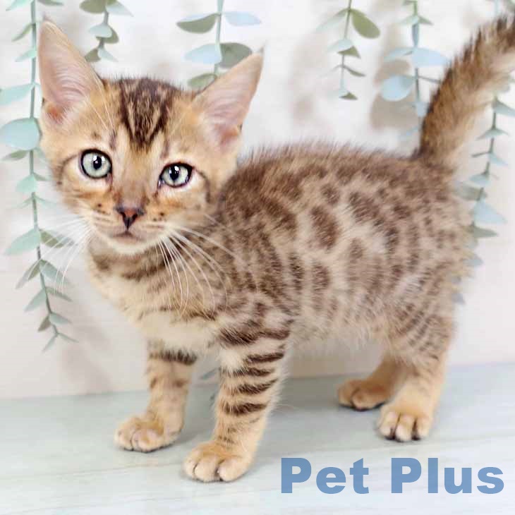 京都府のマンチカン (ペットプラス 久御山店/2025年9月4日生まれ/男の子/ブラウンスポットタビー)の子猫の2枚目の画像