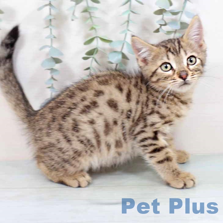 大阪府のマンチカン (ペットプラス 鶴見店/2025年9月3日生まれ/男の子/ブラウンスポットタビー)の子猫の1枚目の画像