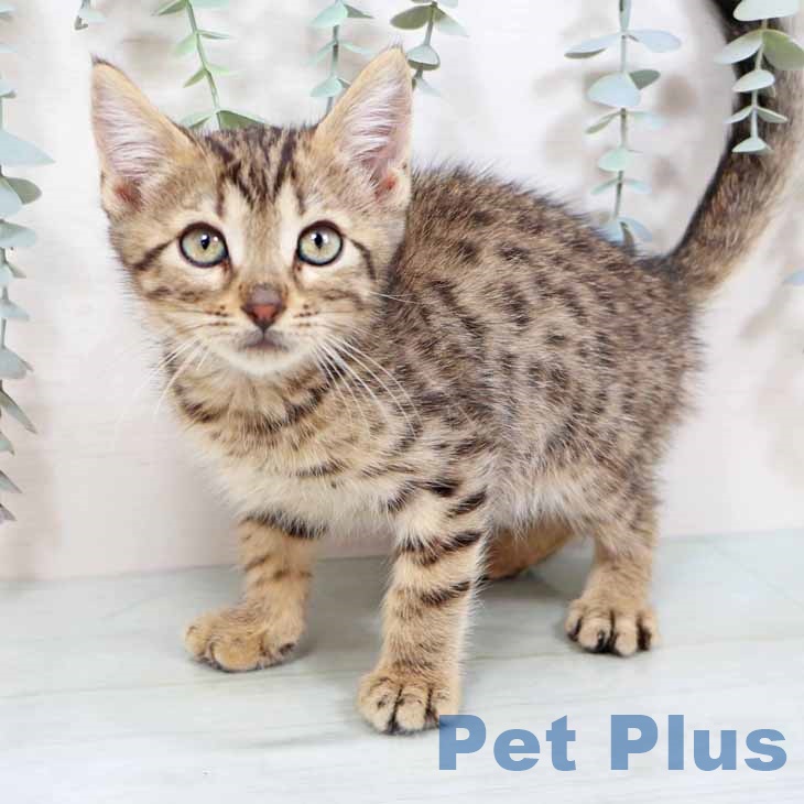 大阪府のマンチカン (ペットプラス 鶴見店/2025年9月3日生まれ/男の子/ブラウンスポットタビー)の子猫の2枚目の画像