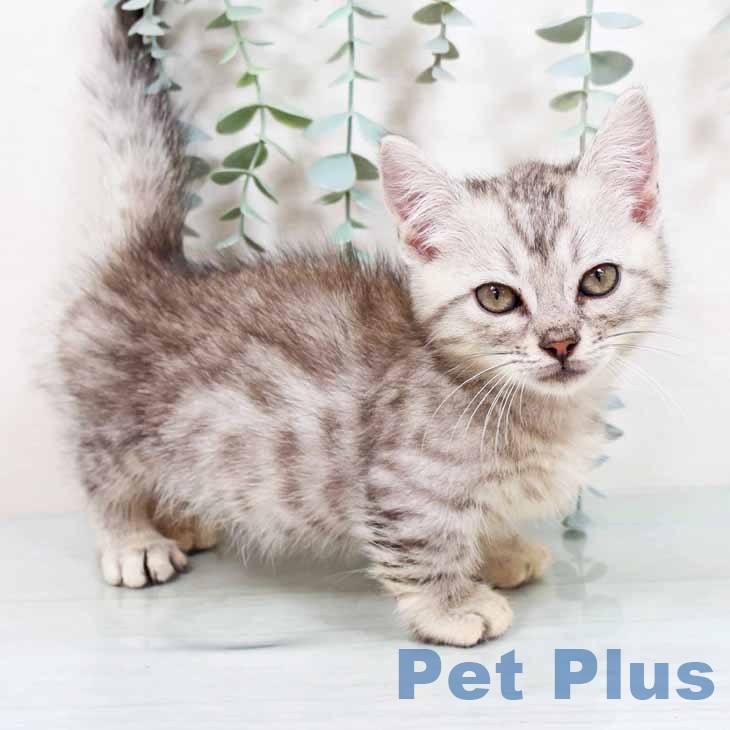 大阪府のマンチカン (ペットプラス イオン大日店/2025年9月3日生まれ/男の子/シルバーマッカレルタビー)の子猫の1枚目の画像
