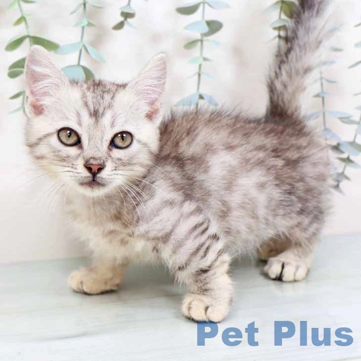 大阪府のマンチカン (ペットプラス イオン大日店/2025年9月3日生まれ/男の子/シルバーマッカレルタビー)の子猫の2枚目の画像