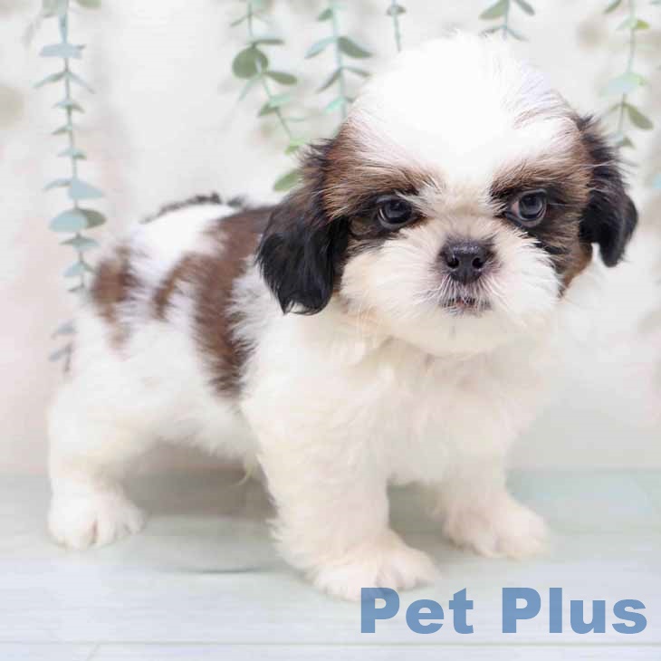 京都府のシーズー (ペットプラス 京都桂川店/2025年9月4日生まれ/男の子/ホワイトゴールド)の子犬の1枚目の画像