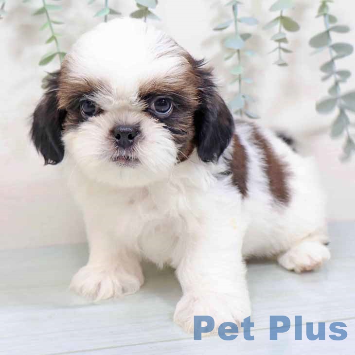 京都府のシーズー (ペットプラス 京都桂川店/2025年9月4日生まれ/男の子/ホワイトゴールド)の子犬の2枚目の画像