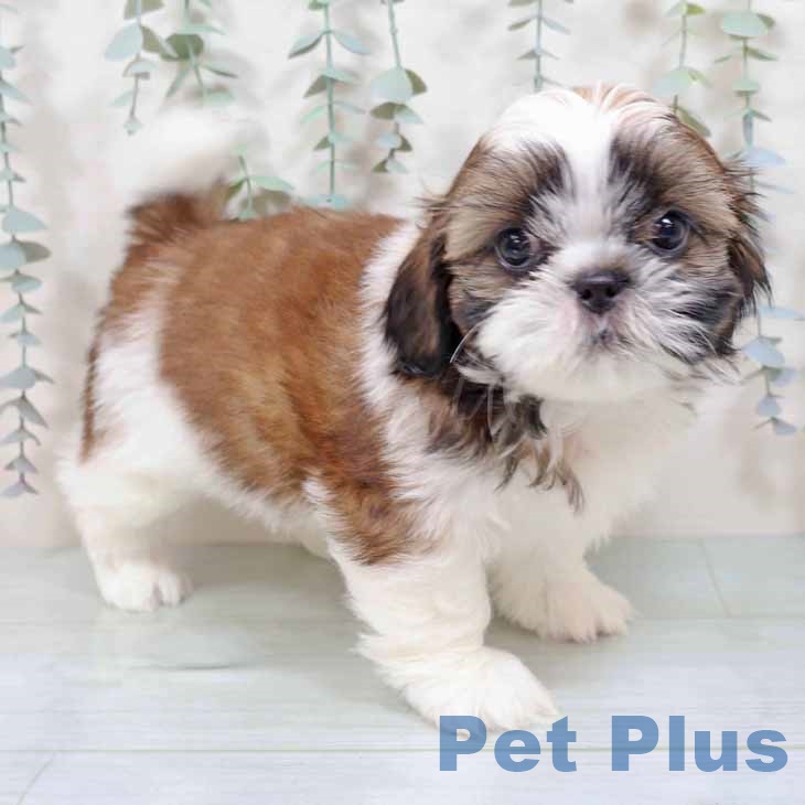 大阪府のシーズー (ペットプラス イオン大日店/2025年9月4日生まれ/女の子/ホワイトゴールド)の子犬の1枚目の画像