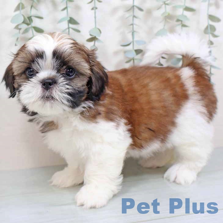 大阪府のシーズー (ペットプラス イオン大日店/2025年9月4日生まれ/女の子/ホワイトゴールド)の子犬の2枚目の画像