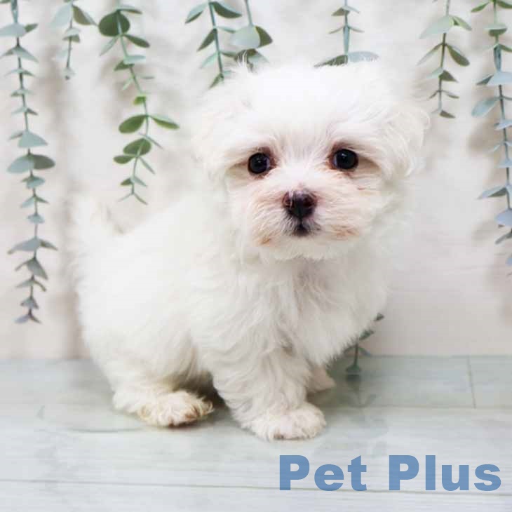 大阪府のマルチーズ (ペットプラス 鶴見店/2025年9月5日生まれ/男の子/ホワイト)の子犬の1枚目の画像