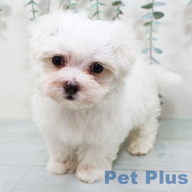 大阪府のマルチーズ (ペットプラス 鶴見店/2025年9月5日生まれ/男の子/ホワイト)の子犬の2枚目の画像