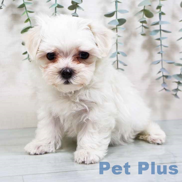 大阪府のマルチーズ (ペットプラス 四條畷店/2025年9月5日生まれ/女の子/ホワイト)の子犬の1枚目の画像
