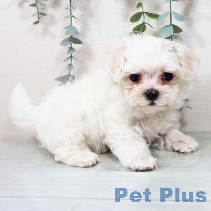 大阪府のマルチーズ (ペットプラス 四條畷店/2025年9月5日生まれ/女の子/ホワイト)の子犬の2枚目の画像