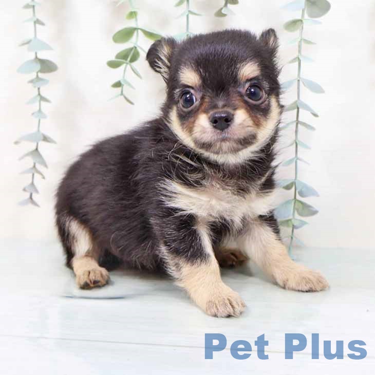 新潟県のチワワ(ロング) (ペットプラス 新潟南店/2025年9月3日生まれ/男の子/ブラックタン)の子犬