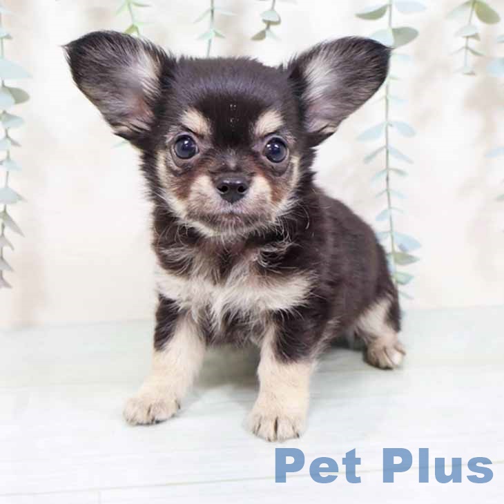 奈良県のチワワ(ロング) (ペットプラス 大和郡山店/2025年9月3日生まれ/男の子/ブラックタンホワイト)の子犬の1枚目の画像