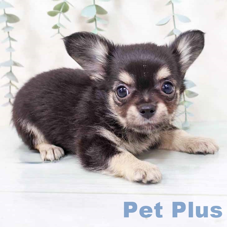 奈良県のチワワ(ロング) (ペットプラス 大和郡山店/2025年9月3日生まれ/男の子/ブラックタンホワイト)の子犬の2枚目の画像